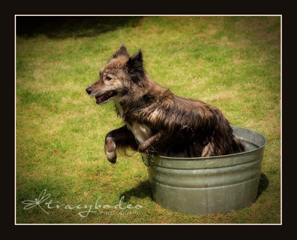 D2Dogs-106-outoftub-tbp