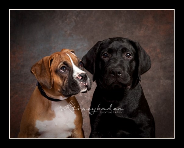 RockyRavenCU1-tbp-fr