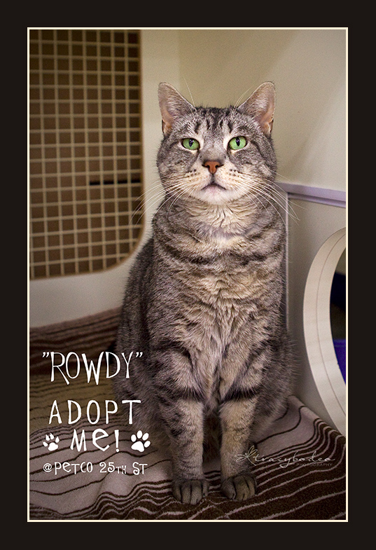 Rowdy-CAHW-Petco-AM-tbp