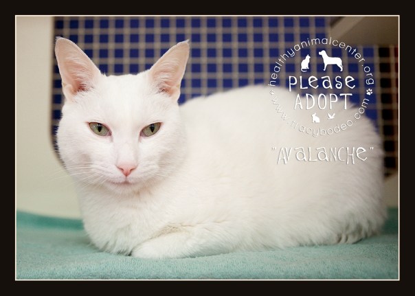 Avalanche-PAd-wtb-fr