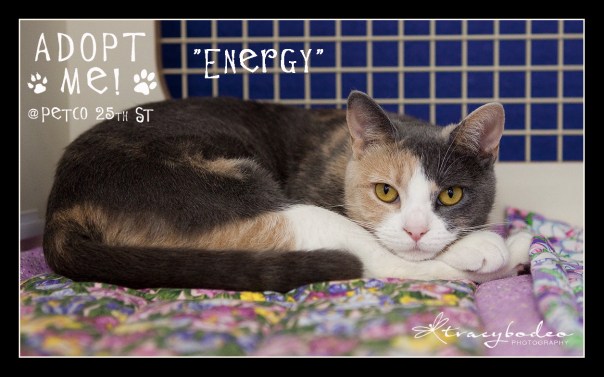 Energy-AM-Petco-tbp