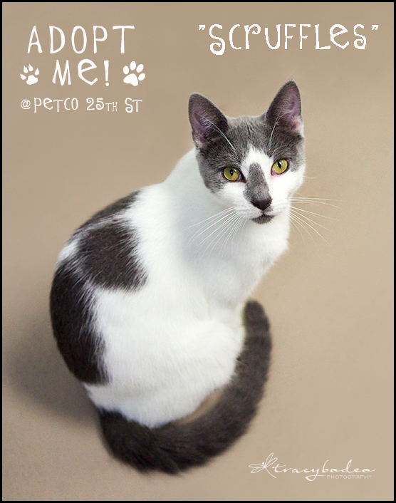 Scruffles-Petco-tbp