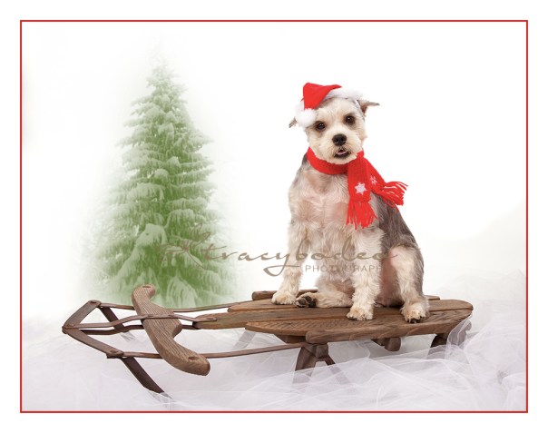 12LilyDec-Santawtree-tbp