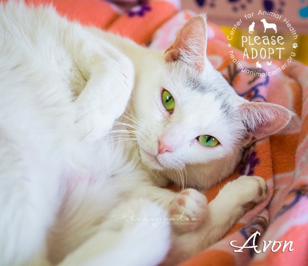 Cats-008-Edit=Avon-tbp